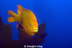 Blue and Gold.  Warm water at Anacapa Island, and the eve... by Douglas Klug 